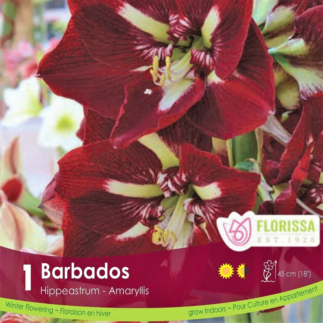 Pkg.1 AMARYLLIS Barbados