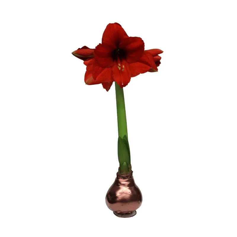Waxed Amaryllis, Colour: Red