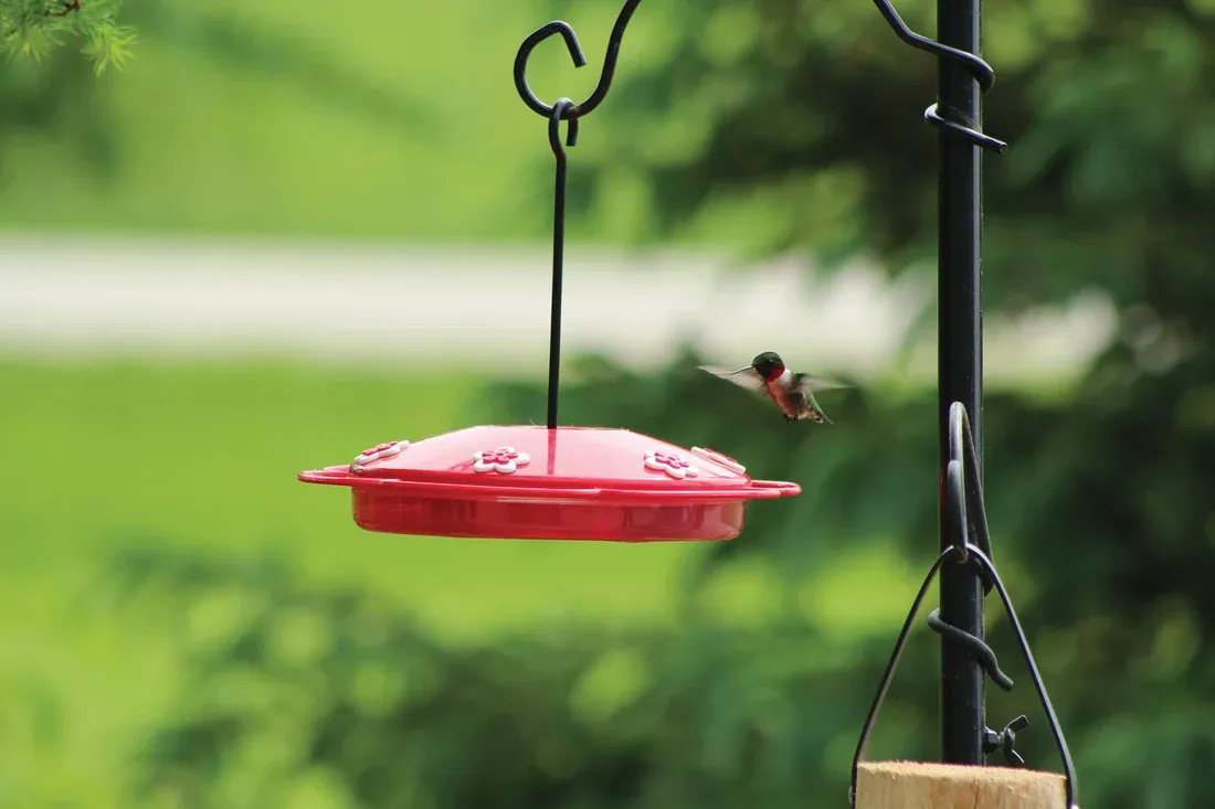 Tray Hummingbird Feeder
