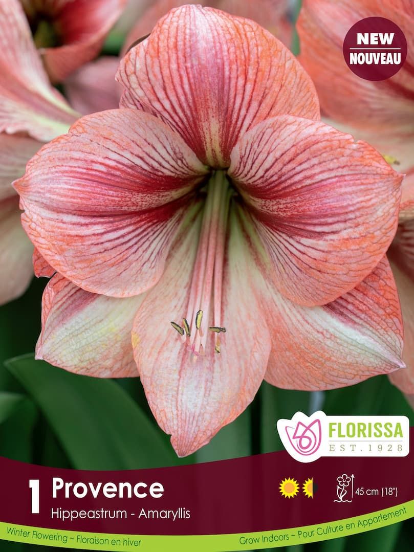 Pkg. 1 AMARYLLIS Provence 26+