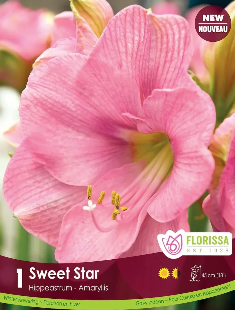 Pkg.1 AMARYLLIS Sweet Star 26+
