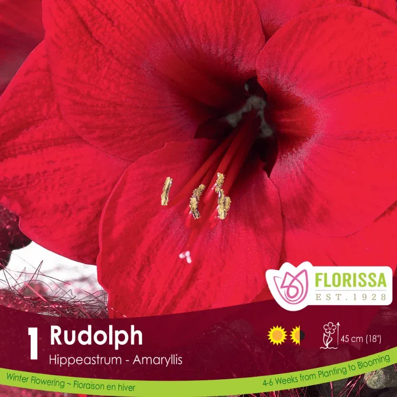 Pkg.1 AMARYLLIS XMAS BLOOM Rudolph