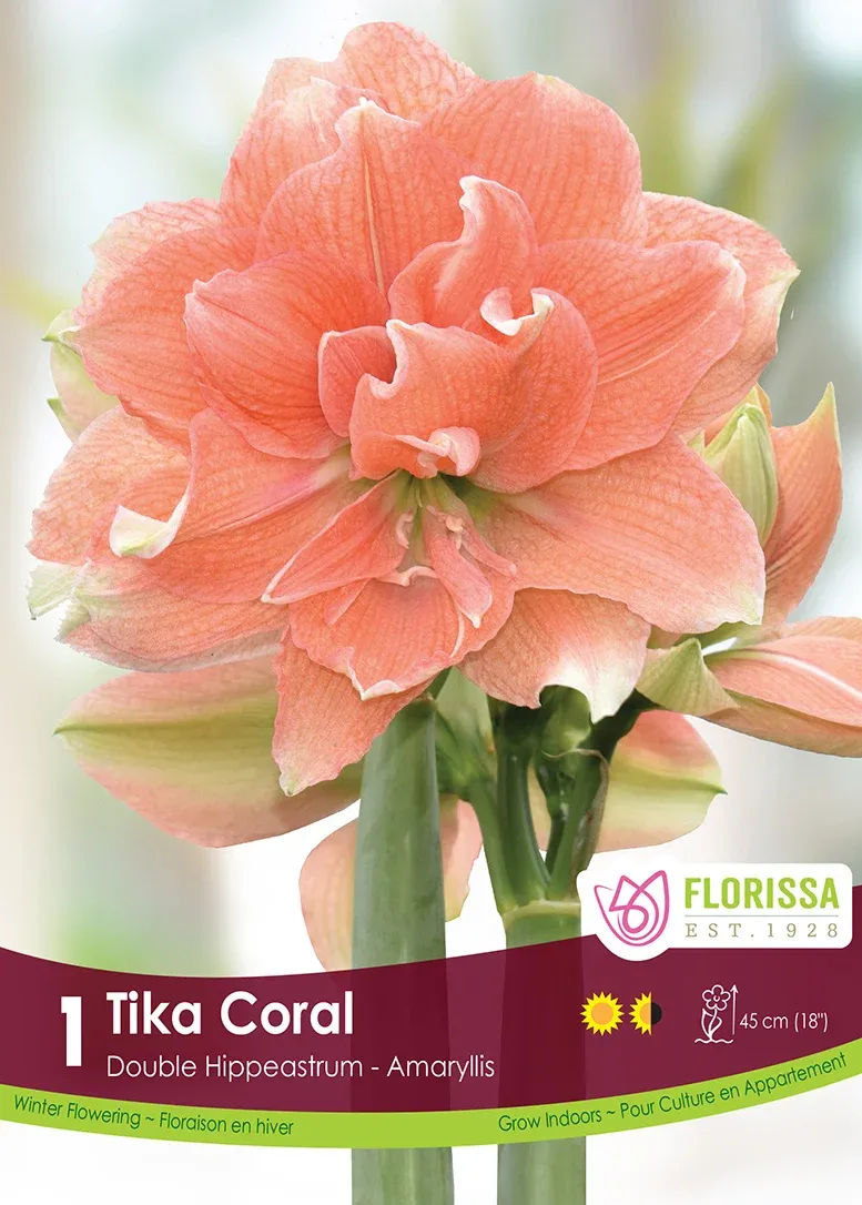 Pkg AMARYLIS Dbl Tika Coral 28+