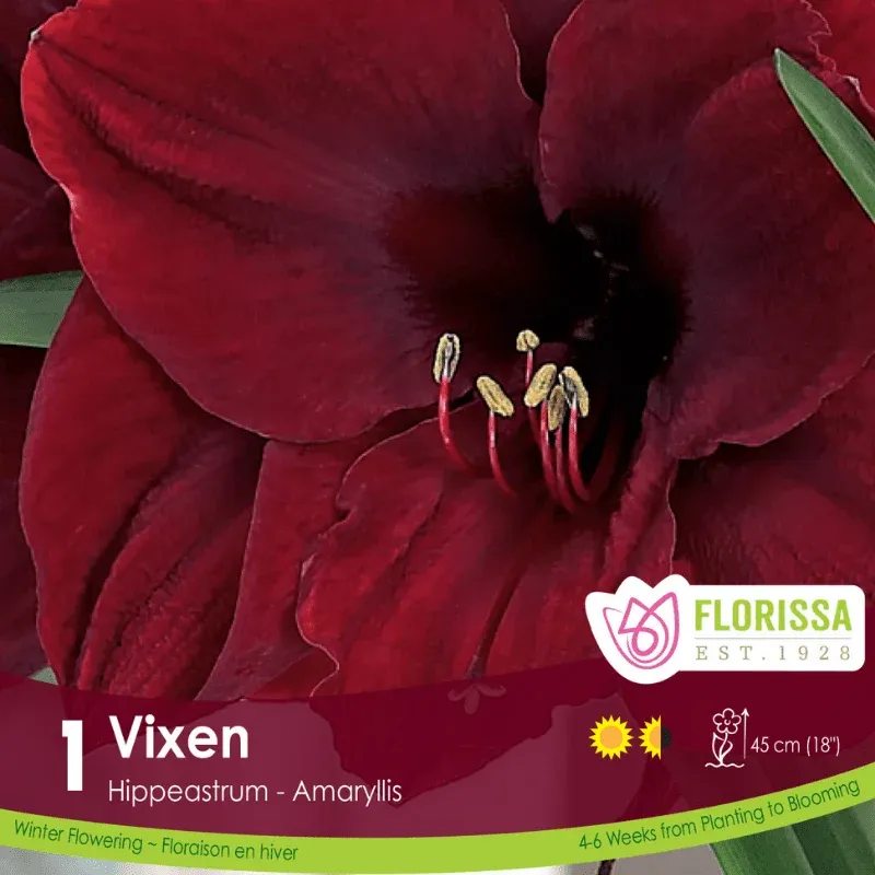 Pkg.1 AMARYLLIS XMAS BLOOM Vixen 26+