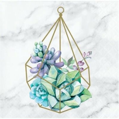 BN 12/16CT 2P GEOMETRIC SUCCULENTS BN 12/16CT 2P GEOMETRIC SUCCULENTS