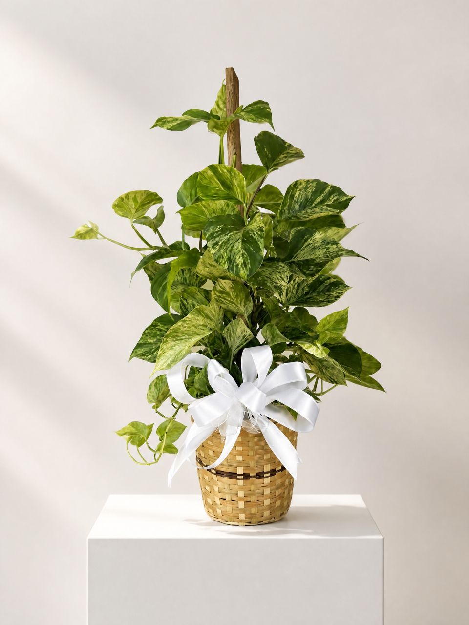 Plants & Greenery
