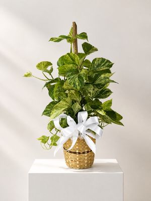 Plants & Greenery