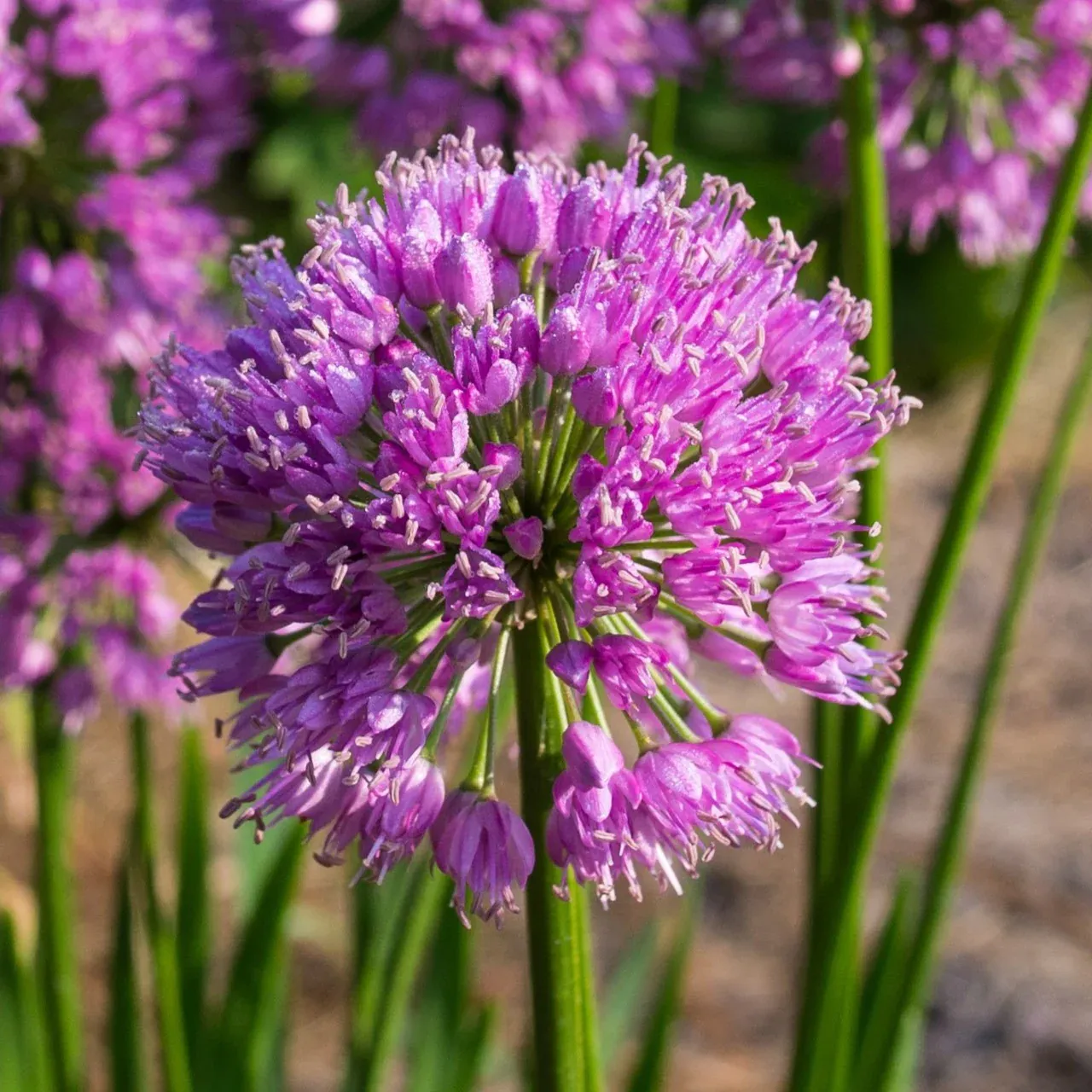 ALLIUM, MILLENIUM, #2
