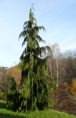 ALSAKAN CEDAR, WEEPING, #7