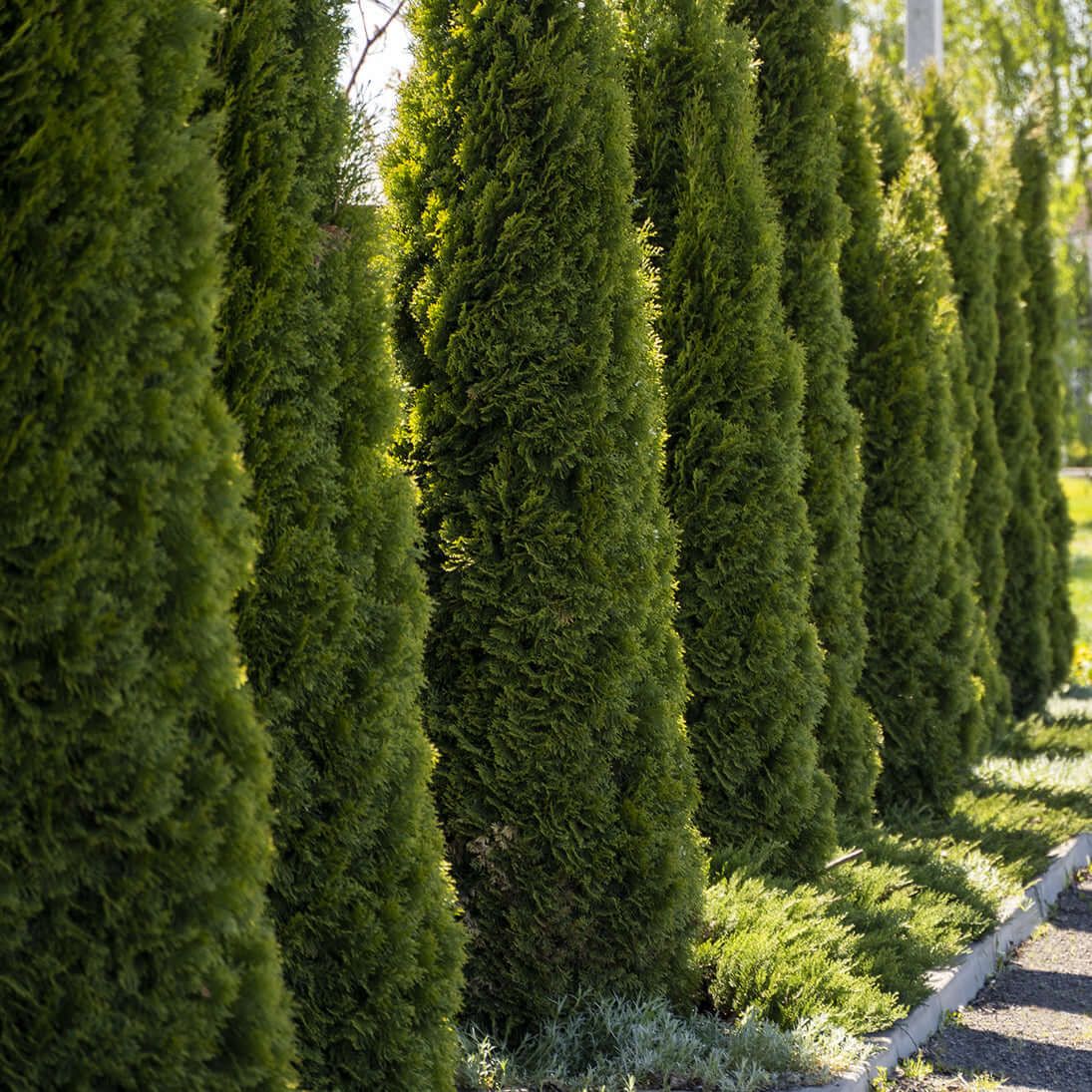 ARBORVITAE, EMERALD GREEN, #20, 7-8'