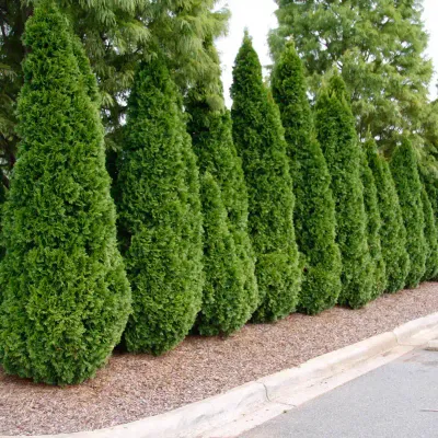ARBORVITAE, EMERALD GREEN, #6