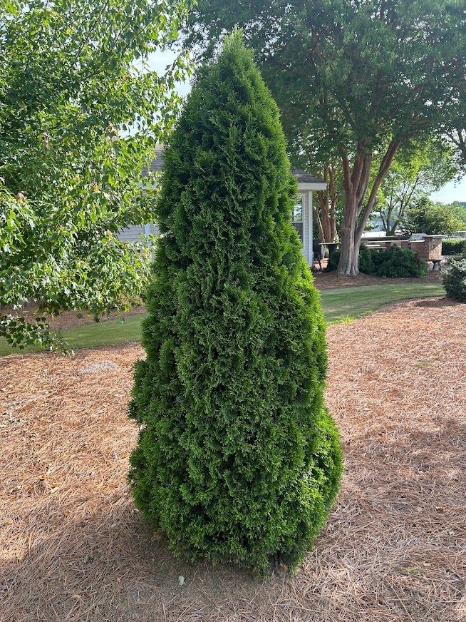 ARBORVITAE, EMERALD GREEN, #15, 6-7'