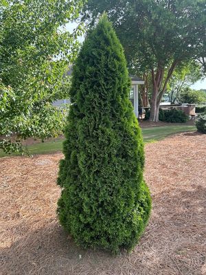 ARBORVITAE, EMERALD GREEN, #15, 6-7'