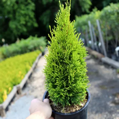 ARBORVITAE, EMERALD PETITE, #3