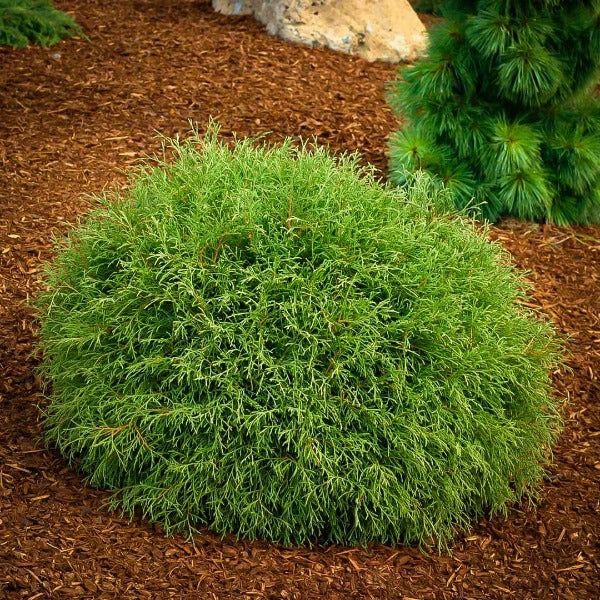 ARBORVITAE, MR. BOWLING BALL, #6