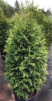 ARBORVITAE, NORTHERN SPIRE, #15