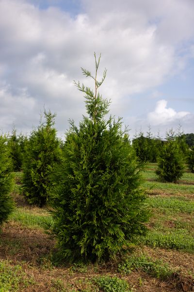 ARBORVITAE, SPRING GROVE, #10