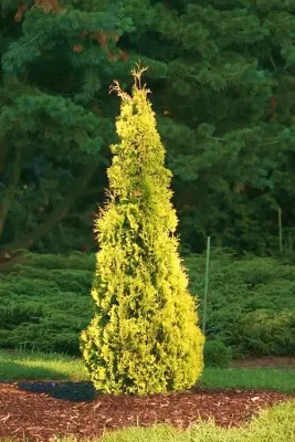 ARBORVITAE, YELLOW RIBBON, #6