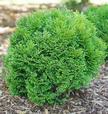 ARBORVITAE, TATER TOT, #6