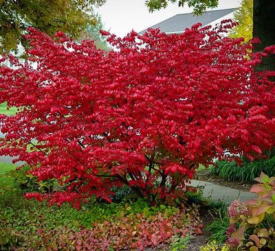 ARONIA, RED CHOKEBERRY, BRILLIANTISSIMA, #3