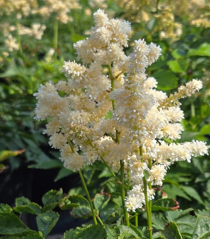 Astilbe, Deutschland, #2