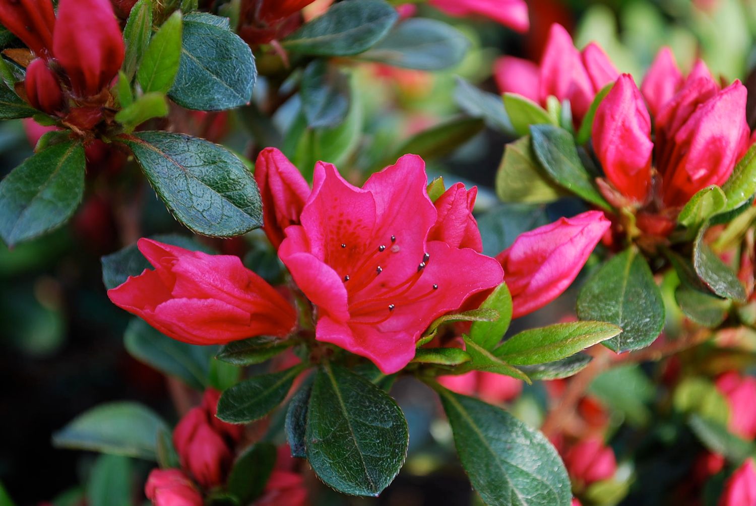AZALEA, BIXBY, 27-30