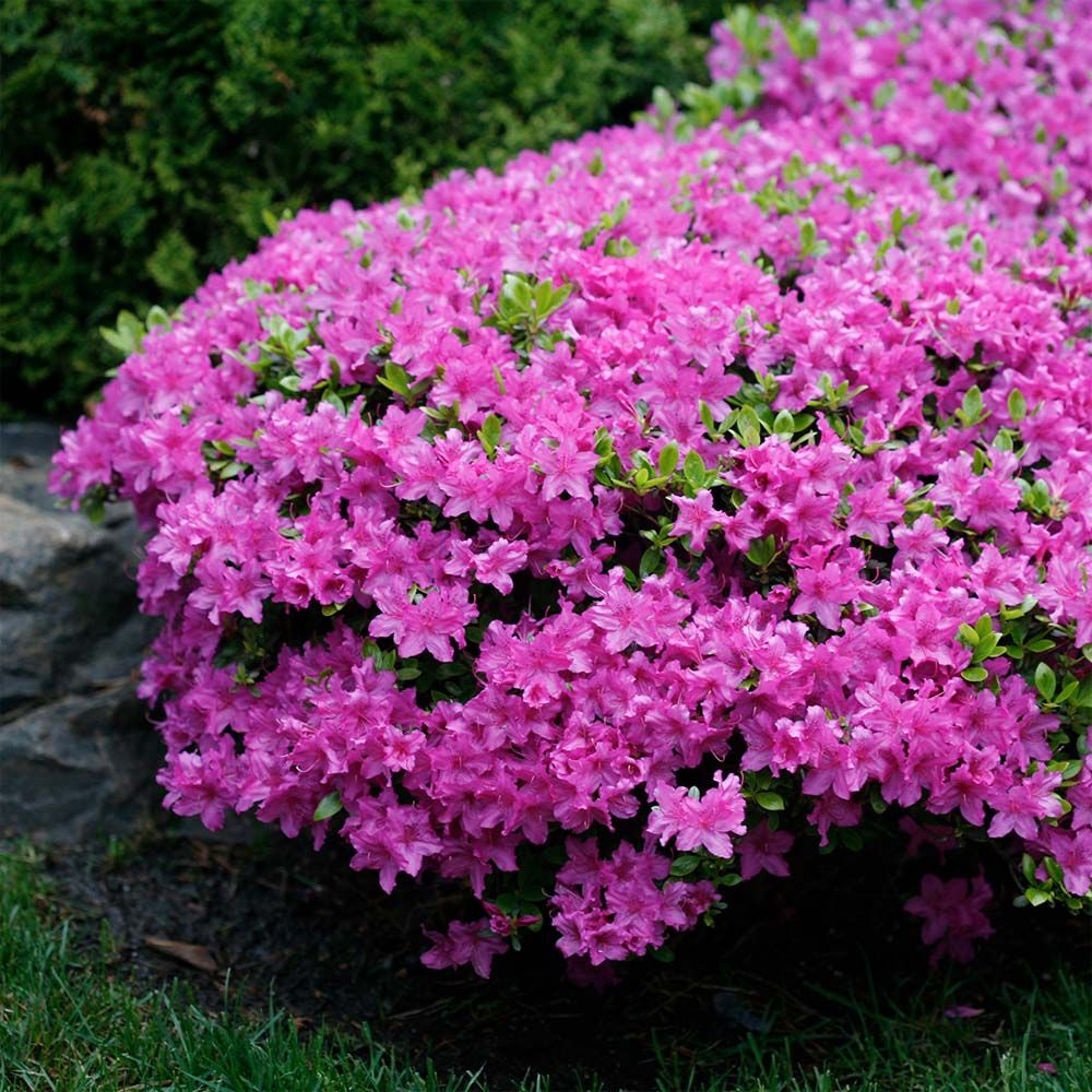AZALEA, POUK. COMPACTA 12-15"