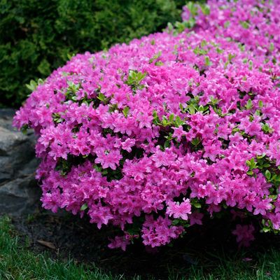 AZALEA, POUK. COMPACTA 12-15"
