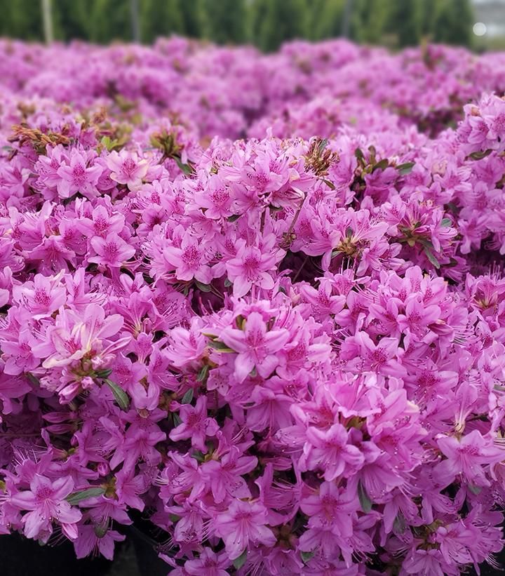 AZALEA, POUK. COMPACTA, 24-27"