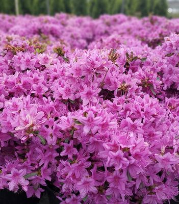 AZALEA, POUK. COMPACTA, 24-27"