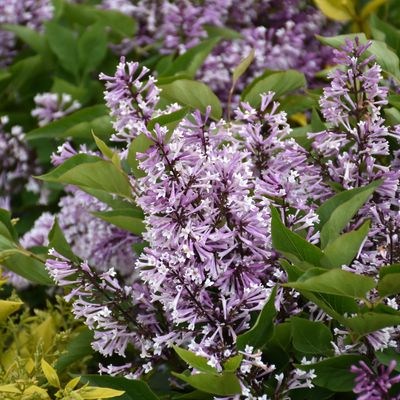 LILAC, BABY KIM DWARF, #3