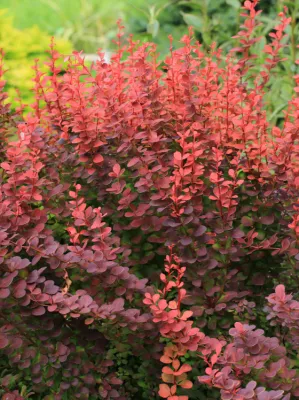 BARBERRY, CRIMSON PYGMY, #3