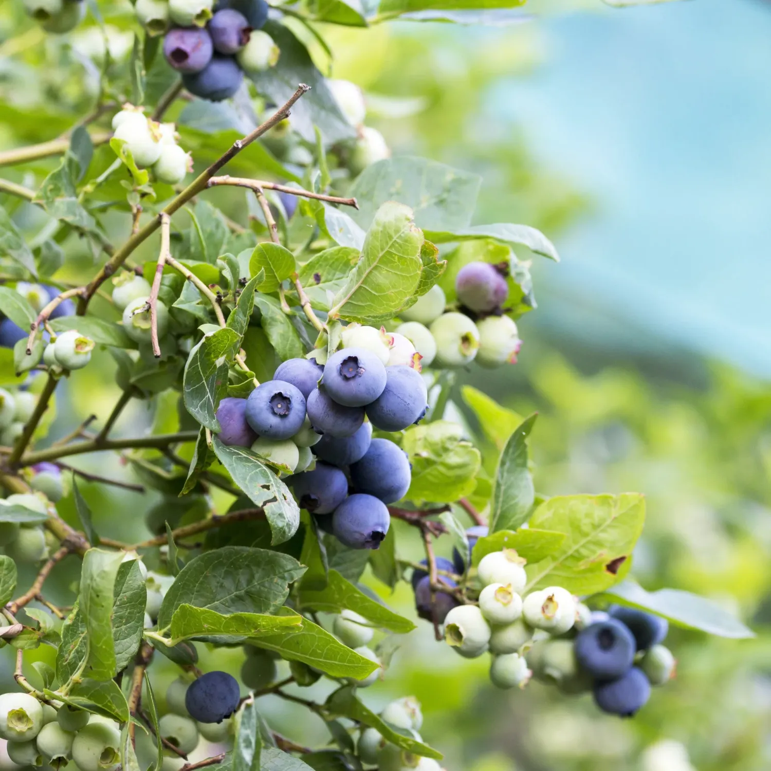 BLUEBERRY, PATRIOT, #3