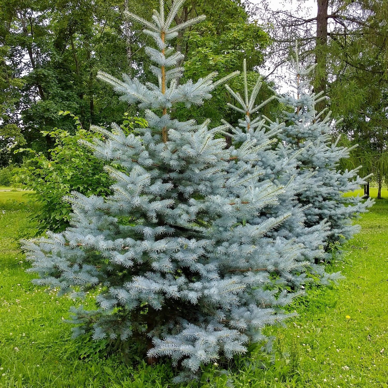 BLUE SPRUCE, BONNY BLUE, #10