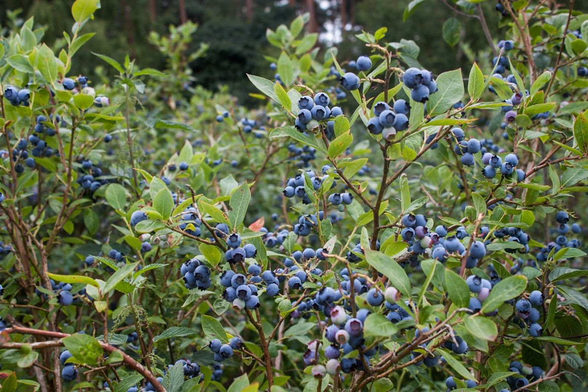 BLUEBERRY, NORTHLAND, #3