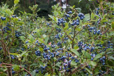BLUEBERRY, NORTHLAND, #3