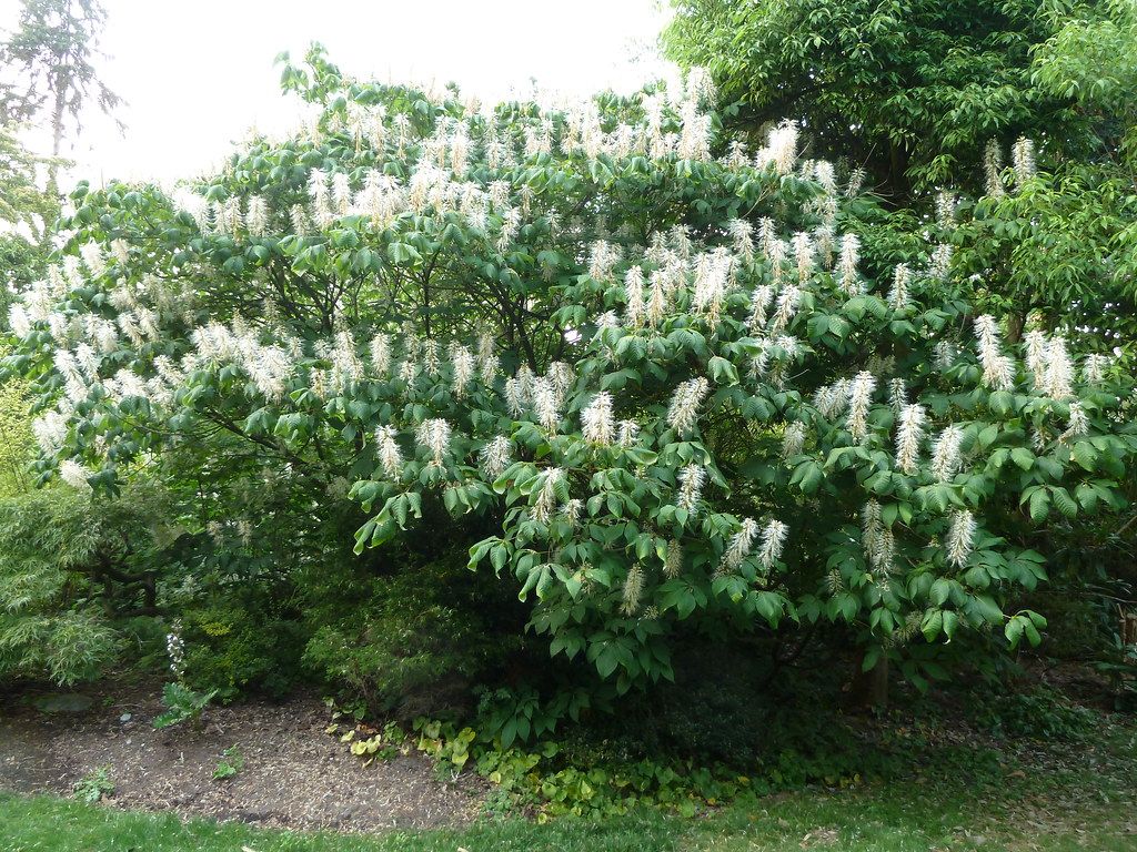 BOTTLEBRUSH BUCKEYE, #10