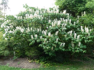 BOTTLEBRUSH BUCKEYE, #10