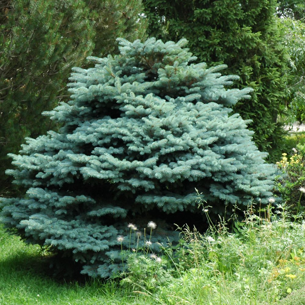 BLUE SPRUCE, GLOBE, #6