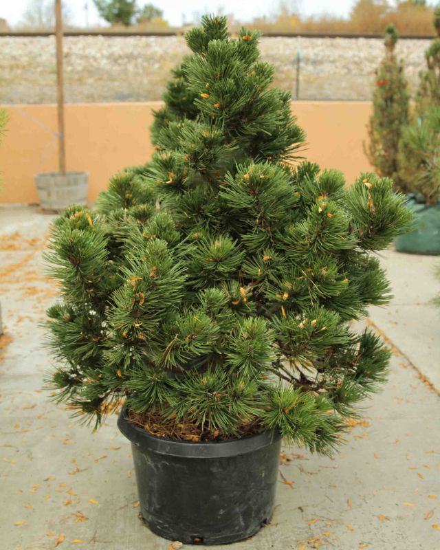 BOSNIAN PINE, IRISH BELL, #6