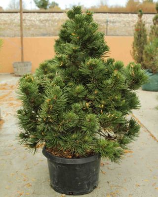 BOSNIAN PINE, IRISH BELL, #6