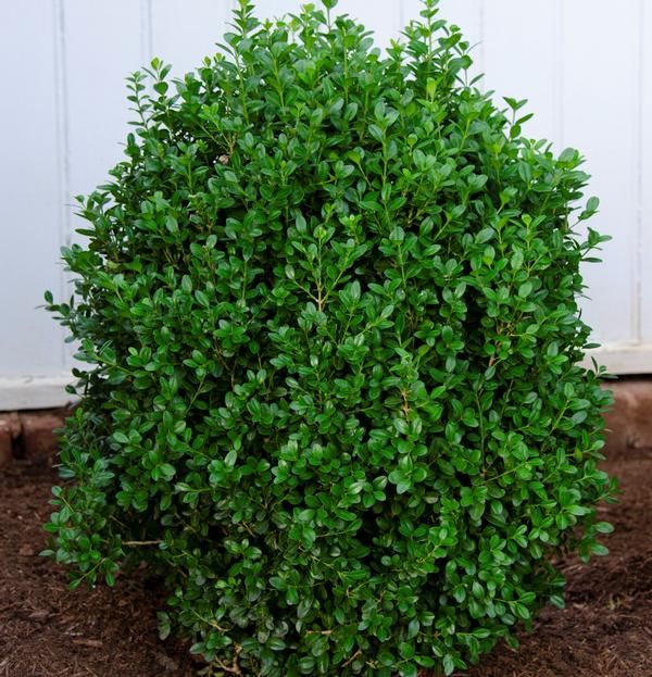 BOXWOOD, FREEDOM #10