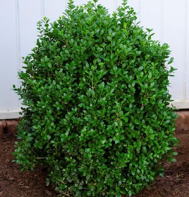 BOXWOOD, FREEDOM #10