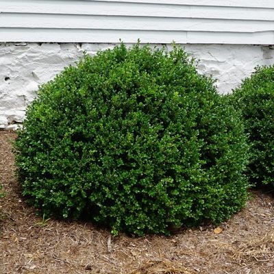BOXWOOD, GREEN BEAUTY, #6