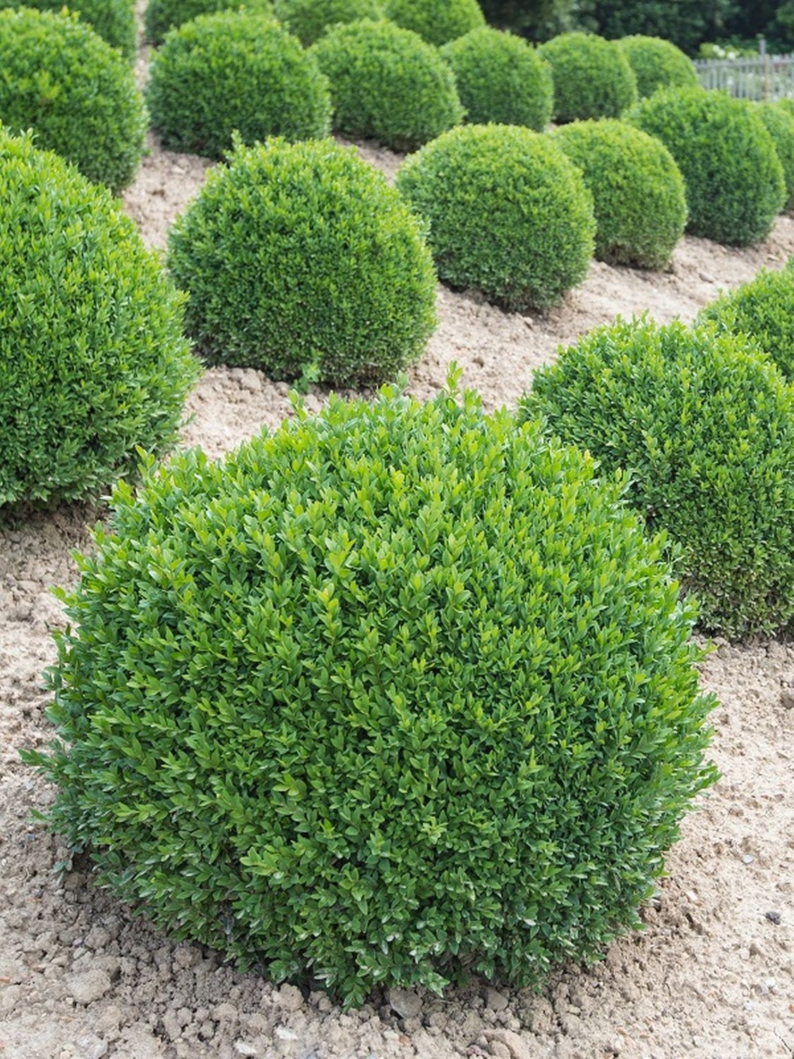BOXWOOD, GREEN GEM, #7