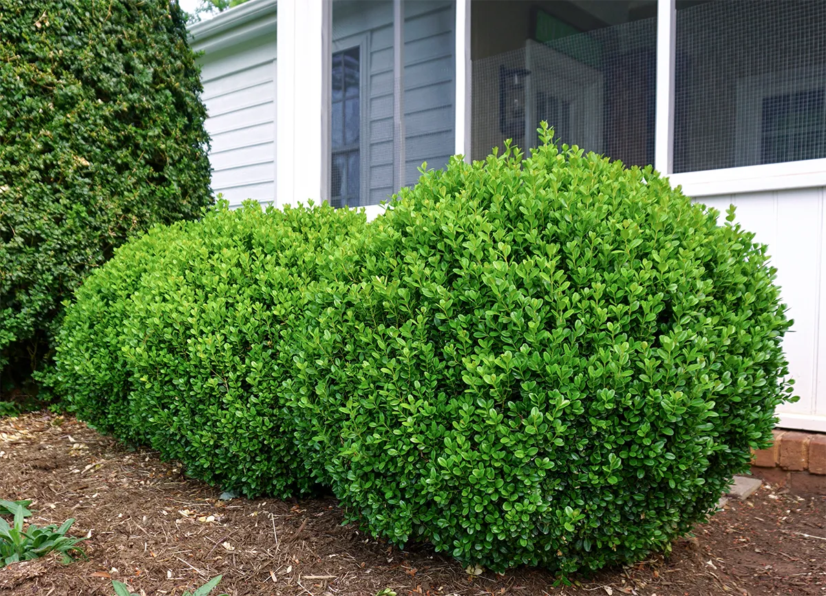 BOXWOOD, NEW GEN FREEDOM, #3