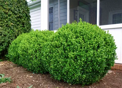 BOXWOOD, NEW GEN FREEDOM, #3