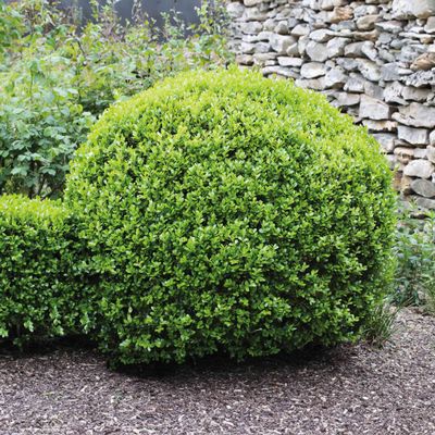 BOXWOOD, GREEN GEM #3