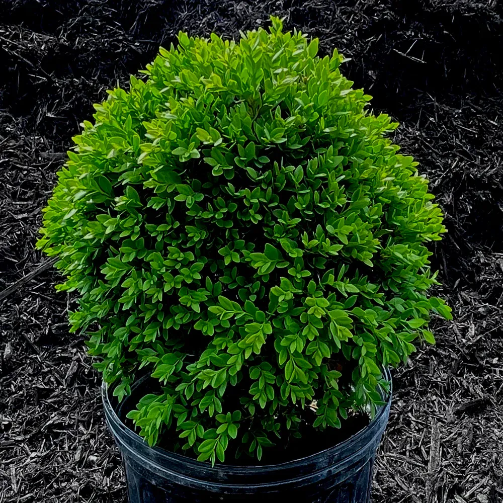 BOXWOOD, GREEN VELVET, #3