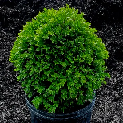 BOXWOOD, GREEN VELVET, #3